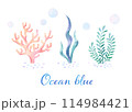 おしゃれな海藻と珊瑚のイラスト素材 114984421
