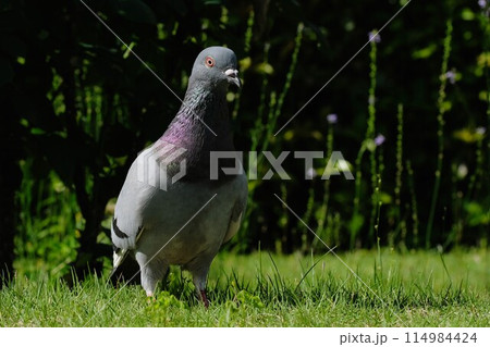 公園を歩くドバト 114984424