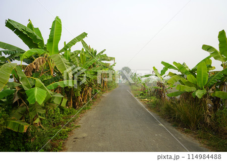 Greenery Village road at South 24 Parganas 114984488