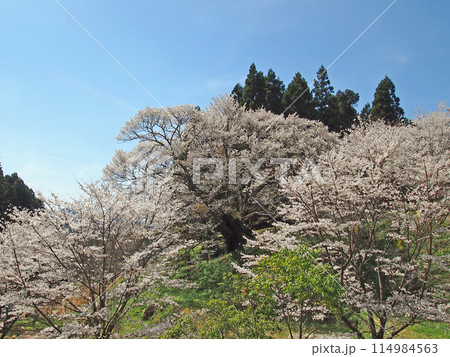 佛隆寺・千年桜 佛隆寺・千年桜 114984563