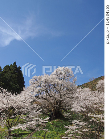 佛隆寺・千年桜 114984565