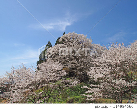 佛隆寺・千年桜 佛隆寺・千年桜 114984566