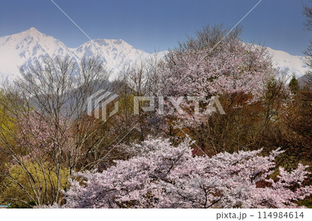 長野県上水内郡小川村小根山　立屋番所の桜近くの桜と残雪の北アルプス白馬三山の景色 114984614