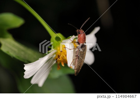 生き物　昆虫　ズアカツヤコメツキ、林道わきのセンダングサにとまる。 114984667
