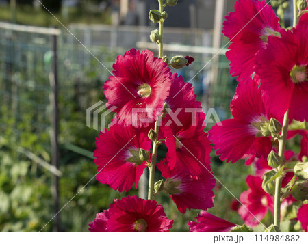 農園に咲く赤いタチアオイの花 農園に咲く赤いタチアオイの花 114984882