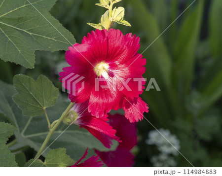 農園に咲く赤いタチアオイの花 114984883