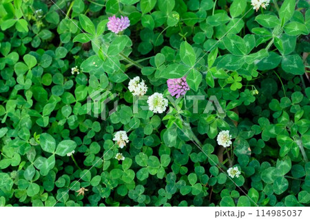 シロツメクサとアカツメクサの花 シロツメクサとアカツメクサの花 114985037