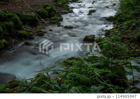 木谷沢渓流の新緑 木谷沢渓流の新緑 114985047