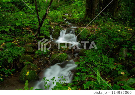 木谷沢渓流の新緑 114985060
