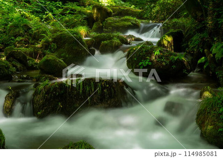 木谷沢渓流の新緑 114985081