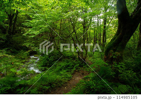 木谷沢渓流の新緑 木谷沢渓流の新緑 114985105
