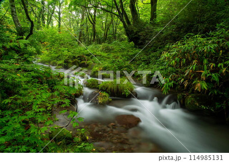 木谷沢渓流の新緑 114985131