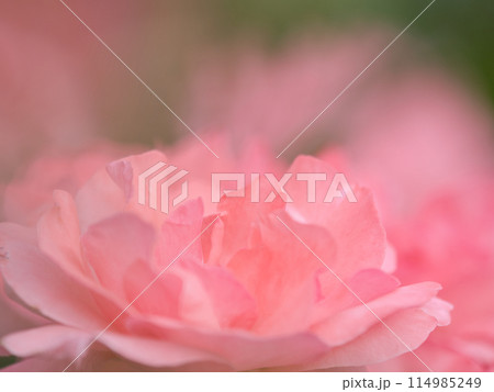 美しいピンクのバラ 114985249