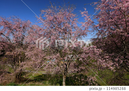 長野県上水内郡小川村小根山　立屋番所の桜山　残雪の北アルプスを背景に咲くベニシダレ桜 114985288