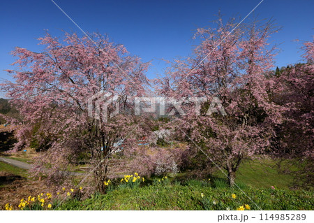 長野県上水内郡小川村小根山　立屋番所の桜山　残雪の北アルプスを背景に咲くベニシダレ桜 114985289