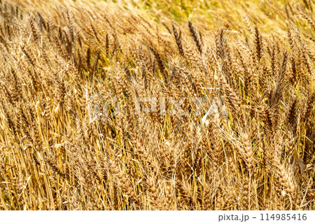 黄金色に輝く麦畑 114985416