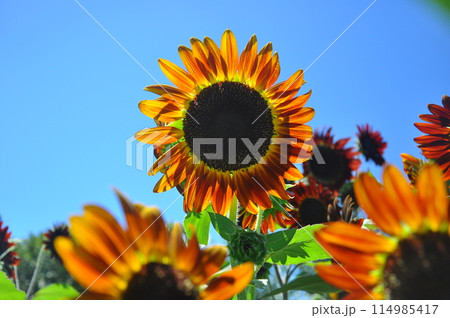 ひまわり咲く 114985417