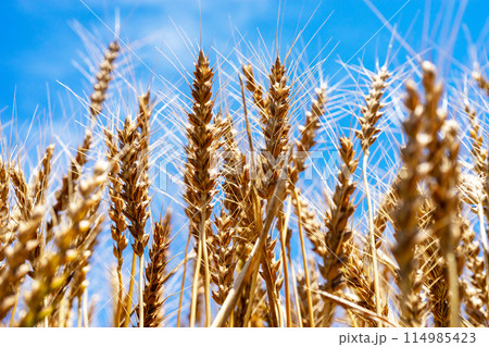 収穫間近の麦の穂 114985423