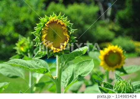ひまわり咲く 114985424