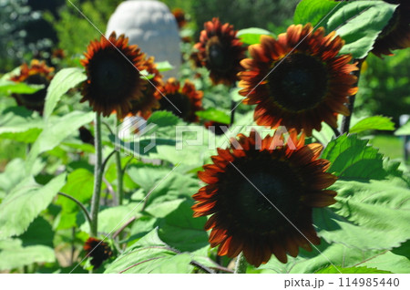 ひまわり咲く 114985440