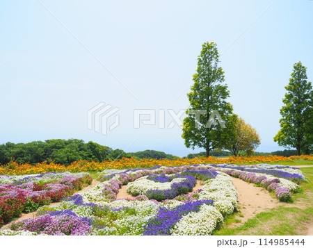 カラフルなビオラの花畑(1)【兵庫県立公園あわじ花さじき】 カラフルなビオラの花畑(1)【兵庫県立公園あわじ花さじき】 114985444