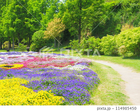 カラフルなビオラの花畑（3）【兵庫県立公園あわじ花さじき】 114985450