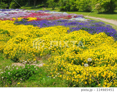 カラフルなビオラの花畑(4)【兵庫県立公園あわじ花さじき】 カラフルなビオラの花畑(4)【兵庫県立公園あわじ花さじき】 114985451