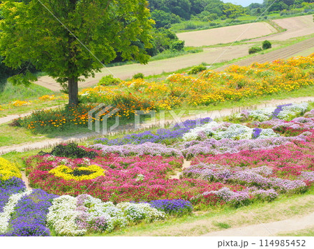 カラフルなビオラの花畑（5）【兵庫県立公園あわじ花さじき】 114985452