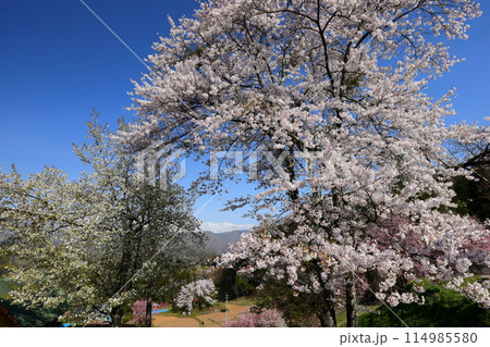 長野県上水内郡小川村小根山　残雪の北アルプスを背景に咲く立屋番所の桜山のサクラ 114985580