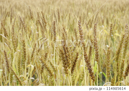初夏の小麦畑 初夏の小麦畑 114985614