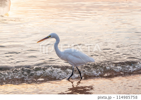 Great egret (Ardea alba), a medium-sized white heron fishing on the sea beach 114985758