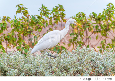 Western cattle egret (Bubulcus ibis) in winter plumage hunting for insects. 114985766