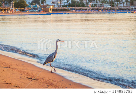 Gray heron fishing on the beach of the Red Sea. Naama Bay beach, Sharm El Sheikh, Egypt Gray heron fishing on the beach of the Red Sea. Naama Bay beach, Sharm El Sheikh, Egypt 114985783