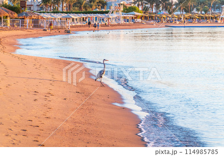 Gray heron fishing on the beach of the Red Sea. Naama Bay beach, Sharm El Sheikh, Egypt 114985785
