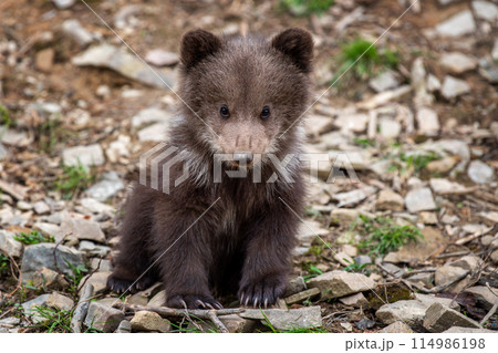 Young brown bear cub in the forest. Animal in the nature habitat 114986198