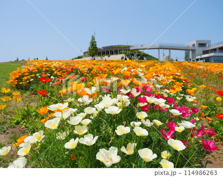 カルフォルニアポピーの花畑（8）【兵庫県立公園あわじ花さじき】 114986263