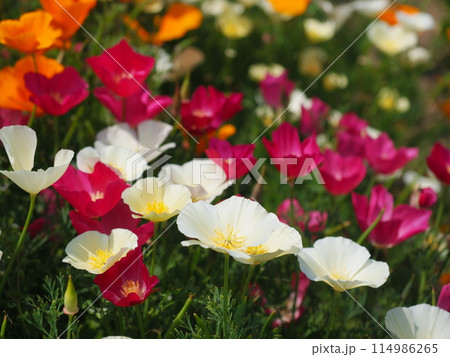 カルフォルニアポピーの花畑(9)【兵庫県立公園あわじ花さじき】 カルフォルニアポピーの花畑(9)【兵庫県立公園あわじ花さじき】 114986265