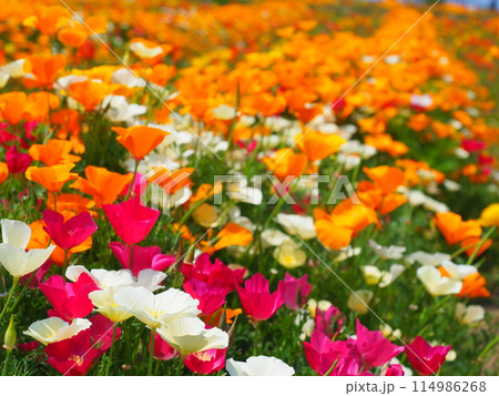 カルフォルニアポピーの花畑(11)【兵庫県立公園あわじ花さじき】 カルフォルニアポピーの花畑(11)【兵庫県立公園あわじ花さじき】 114986268