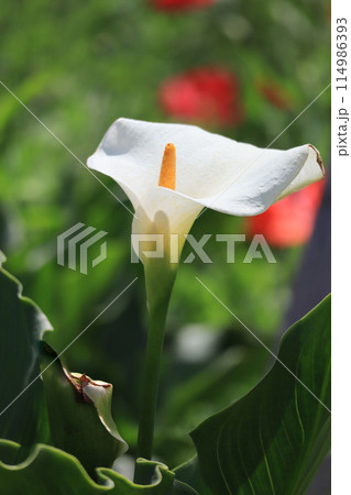 初夏の花　白いカラー 114986393