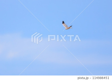 狩りのために葦原を飛翔する美しいハイイロチュウヒ（タカ科）。  日本国栃木県栃木市、渡良瀬遊水地にて 114986451