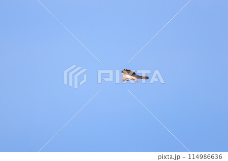 狩りのために葦原を飛翔する美しいハイイロチュウヒ（タカ科）。  日本国栃木県栃木市、渡良瀬遊水地にて 114986636