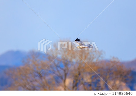 狩りのために葦原を飛翔する美しいハイイロチュウヒ（タカ科）。  日本国栃木県栃木市、渡良瀬遊水地にて 114986640