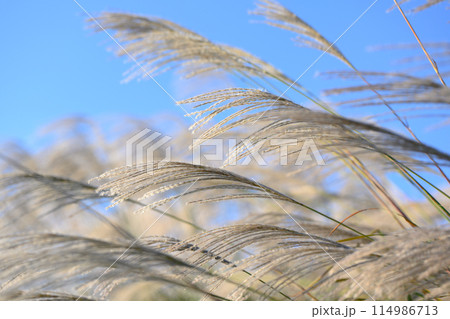 すすき：風景 114986713