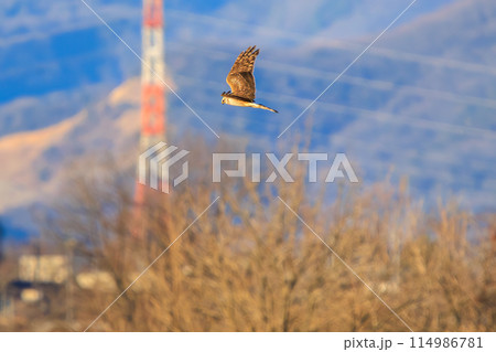 狩りのために葦原を飛翔する美しいハイイロチュウヒ（タカ科）。  日本国栃木県栃木市、渡良瀬遊水地にて 114986781