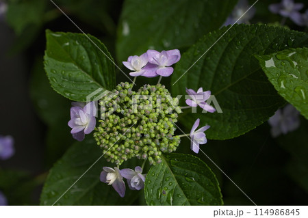公園に咲く紫陽花 公園に咲く紫陽花 114986845