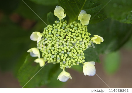 公園に咲く紫陽花 公園に咲く紫陽花 114986861