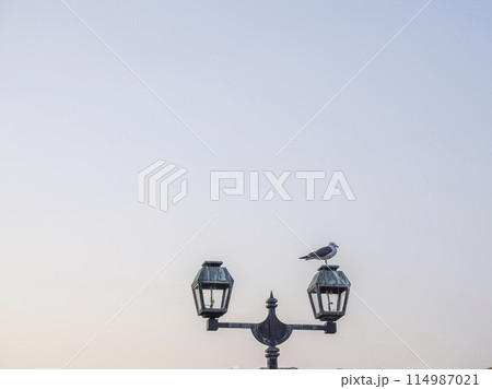 夕暮れの空とガス灯とウミネコ 夕暮れの空とガス灯とウミネコ 114987021