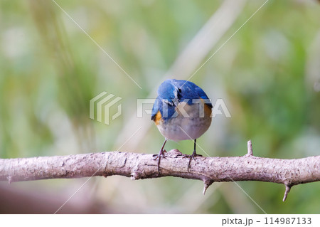 幸せの青い鳥、可愛いルリビタキ（ヒタキ科）。  日本国千葉県市川市、大町公園自然観察園にて。 202 114987133