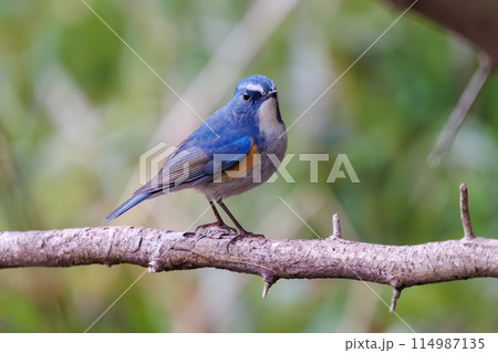 幸せの青い鳥、可愛いルリビタキ（ヒタキ科）。  日本国千葉県市川市、大町公園自然観察園にて。 202 114987135