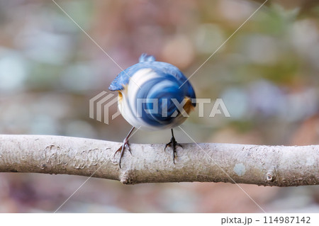 幸せの青い鳥、可愛いルリビタキ(ヒタキ科)。 日本国千葉県市川市、大町公園自然観察園にて。 202 幸せの青い鳥、可愛いルリビタキ(ヒタキ科)。 日本国千葉県市川市、大町公園自然観察園にて。 202 114987142